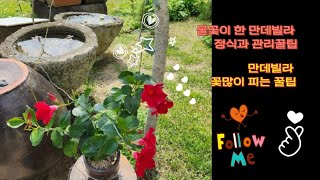 ♧만데빌라 꽃많이 피는 꿀팁 ♧만데빌라 번식꿀팁(#꽃피는 #꽃피는 #번식 #삽목)