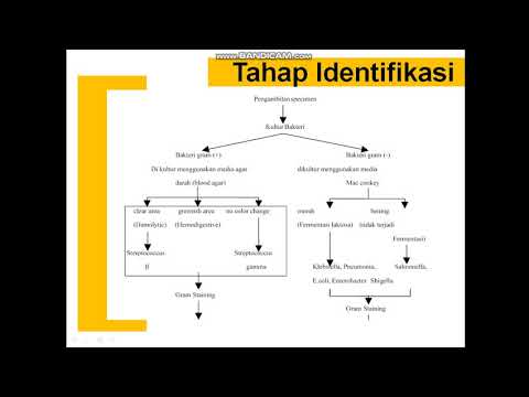 MENGENAL ISOLASI DAN IDENTIFIKASI BAKTERI Part 2 - YouTube