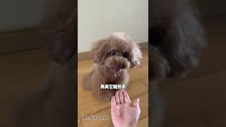 不小心踩到狗后，如何正确道歉#踩到狗 How to apologize correctly after accidentally stepping on a dog #Step on Dog