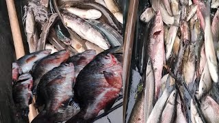 ചെമ്പല്ലി ചാകര (ചെങ്കടി )#youtube #fishing #video #malayalam