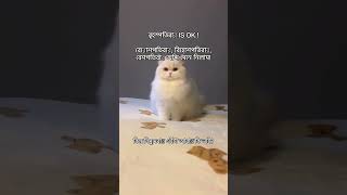 এইটা আবার কী ভাই🙂 #banglastatus #quots #catfunny #funny #catvideos #cute #funnycatvideos #catlover