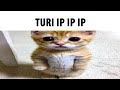 turi ip ip ip on America's Got Talent