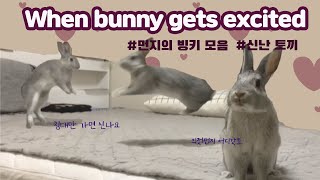 [🐰정보] (eng) 토끼는 신났을때? __을 한다!! | 빙키하는 토끼 | 토끼 점프력 | bunny binkies | Excited Rabbit | 토끼 김먼지의 신나는 하루