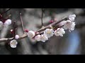 【ordinary world】hanami sapporo style ~sakura ume~ 　札幌／北海道神宮／花見