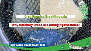 Crab Farming Breakthrough: Why Hatchery Crabs Are Changing the Game!