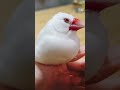 今日も可愛い文鳥つるさん　 birds 可愛い小鳥 bird 文鳥