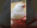 今日も可愛い文鳥つるさん　 birds 可愛い小鳥 bird 文鳥