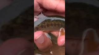 Fly Fishing Micro Trout