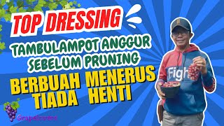 Top Dressing Anggur, Bikin Anggurmu berbuah tiada henti