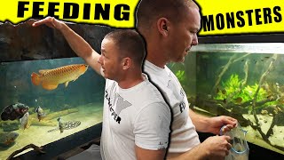 My 2,000 gallon aquarium and FEEDING THE BIG FISH tanks!! The king of DIY