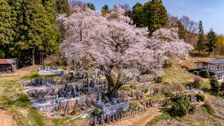 【４Kドローン空撮】福島県の桜をドローンでお花見　DJI Mavic pro