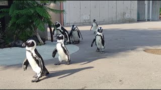 【ふれあいラグーン】自由すぎる ペンギンパレード ペンギンショー 横浜・八景島シーパラダイス / Yokohama Hakkeijima Sea Paradise Penguin Show