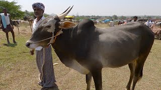 Bull from Pathapalya cost 55 thousands