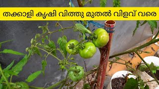 തക്കാളി കൃഷി വിത്തു മുതൽ വിളവ് വരെ|Tomato cultivation|