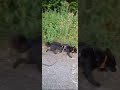 2 straydogs in germany 2023 07 15 at 19 04 38