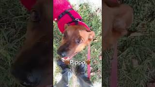 🚨#URGENTE 🚨 Pippo Cerca Casa | Splendido Giovane Cagnolino In Lombardia #adotta #shorts #perte