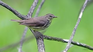 Northern Waterthrush