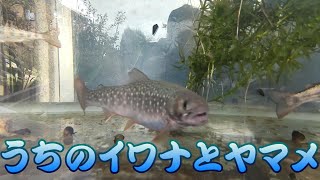 イワナとヤマメ、家の水槽をひたすら撮ってみた♪