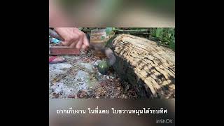 ขวานถากไม้ขวานขุดไม้ขวานขุดเรือขวานปลีขวานไทย