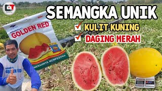 REVIEW PETANI SEMANGKA GOLDEN RED ‼️SEMANGKA UNIK KULIT KUNING BUAH MERAH ⁉️