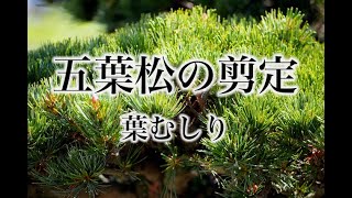 【鹿児島・熊本】和の庭・五葉松の綺麗な剪定