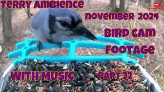 Bird Cam Footage November 2024 Part 32