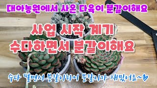 대아농원에서 사온 다육이들 분갈이 / 사업을 시작하게 된 계기 수다하면서 분갈이해요~/succulents