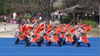 安倉おきゃん　～京都さくらよさこい2012(岡崎都市公園会場)