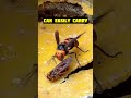 Giant Hornet carrying Yellow Hornet #hornets #gianthornet