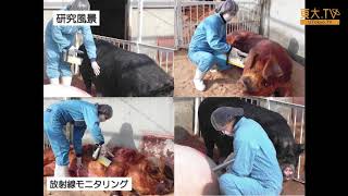 眞鍋昇・李俊佑「警戒区域内で原発事故後105日間飼養された原種ブタの生殖機能について（中間報告）」ー第3回放射能の農畜水産物等への影響についての研究報告会