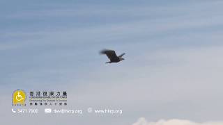 香港復康力量 - 會巴篇