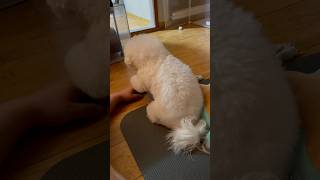 형아 나 만졋 #강아지 #강아지브이로그 #애교많은강아지 #cutedog #cute #반려견 #pets