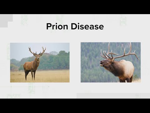 VERIFY: What Is Chronic Wasting Disease And Can You Catch It? - YouTube