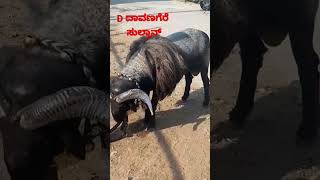 ದಾವಣಗೆರೆ ಸುಲ್ತಾನ್ ಟಗರು / davanagere sulthan tagaru / namste