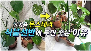 The reason why we need to use plant shelf in winter. Plants also have a back and forth