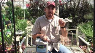 How To Treat Tree Borers