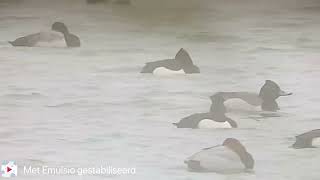 Hybrid Common pochard x Tufted duck