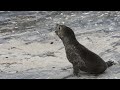 First known outbreak of rabies in seals reported in South Africa