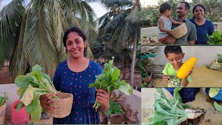 என் மாடி தோட்டத்தால் எனக்கு கிடைத்த பயன்கள் || Terrace Garden Part -2||