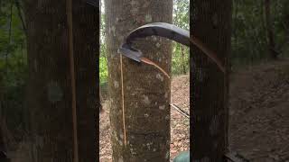 Rubber tree🤍 #rubberfarming #satisfying #rubber #rubbertapping #camping #rubberwood #nature