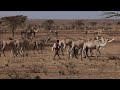 Over a million livestock lost to drought in eastern Ethiopia