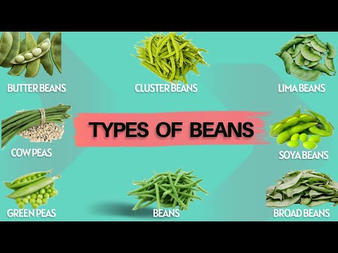 Vegetables Names | Types Of Beans | Broad Beans, Butter, Soya, Lima ...