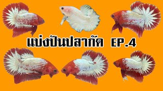 แบ่งปันปลากัดสวยงาม ราคาถูก EP.4