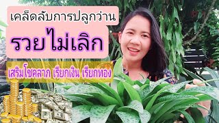 แม่อ้อยเอง EP5: เคล็ดลับการปลูกว่านรวยไม่เลิก เสริมโชคลาภ เรียกทรัพย์ #ว่านรวยไม่เลิก #ไม้มงคล