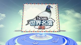 2016年 世界名鴿介紹_陳勇山訪問