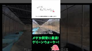 メダカの針子飼育に最適なグリーンウォーターのメリットと作り方