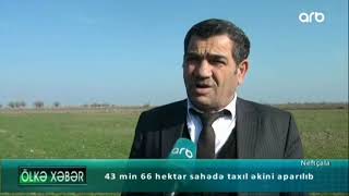 43 min 66 hektar sahədə taxıl əkini aparılıb-ARB