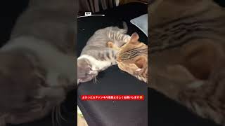 夜中のじゃれあい　#かわいい猫  #ねこ