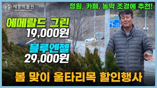 봄맞이 할인행사! 에메랄드그린 1만9천원, 블루엔젤 2만9천원! 저렴한 가격의 기회, 정원,카페,농막 조경에 추천드려요!  / 세종식물원