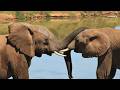 LIVE at the waterhole - 04 June 2026